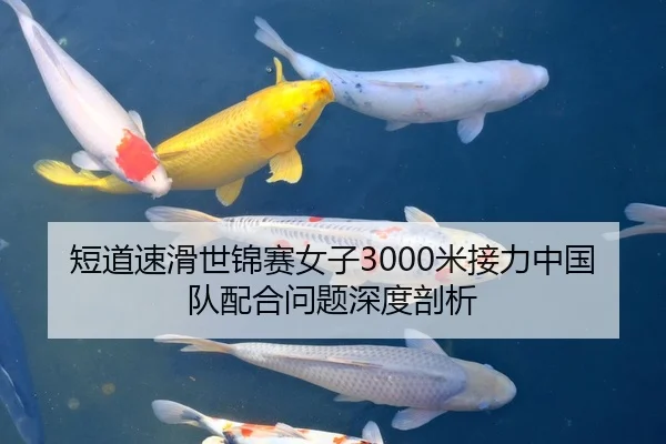 短道速滑世锦赛女子3000米接力中国队配合问题深度剖析